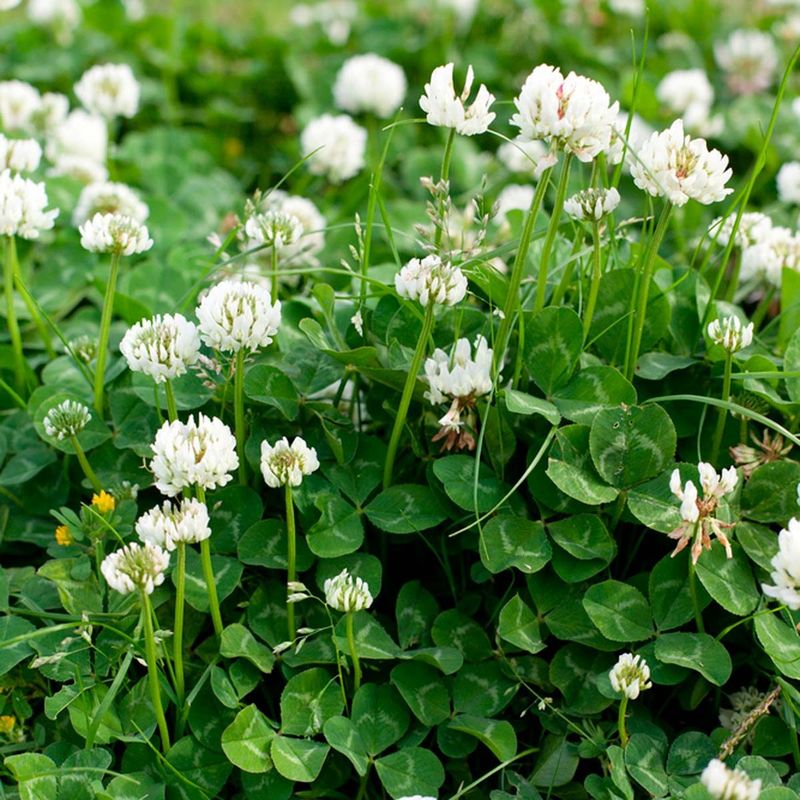 Clover (White or Red) (Trifolium spp.)