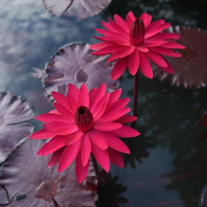 Night-Blooming Water Lily (Nymphaea spp.)