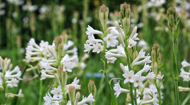 Tuberose