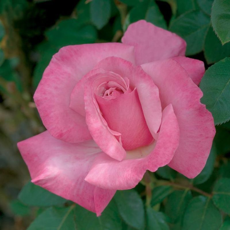 Hybrid Tea Roses