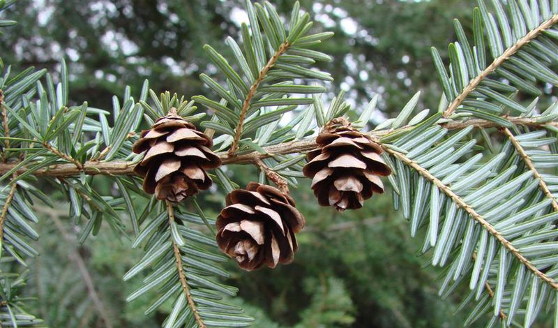 Eastern Hemlock