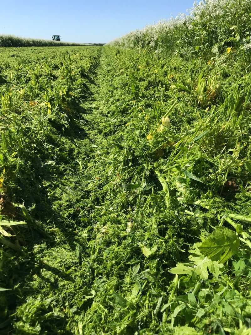 Day 12: Cover Crop Clarity