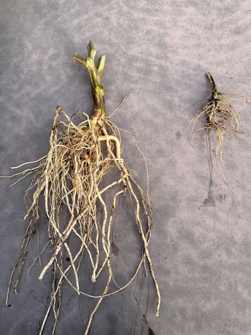 Day 7: Root Deep Dive