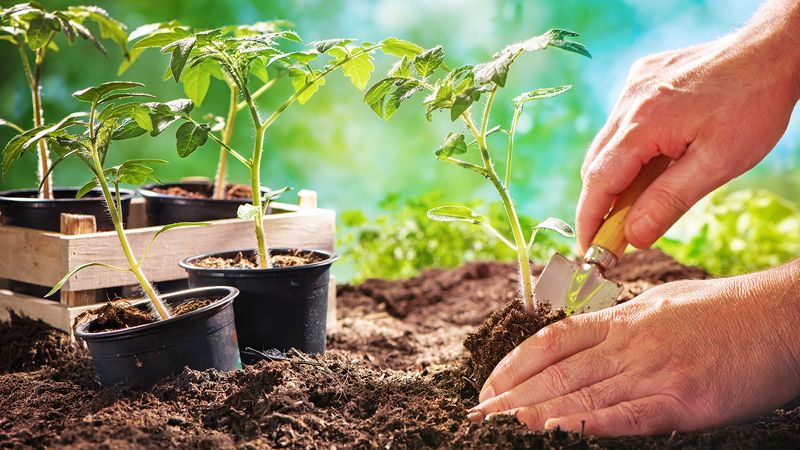 Day 11: Soil Amendments Adventure