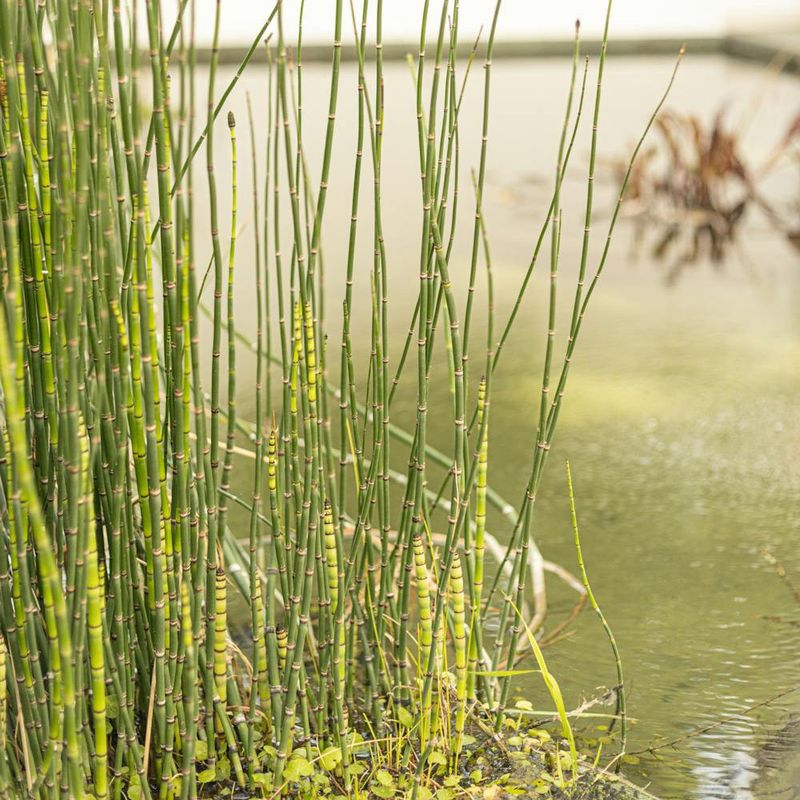 Horsetail