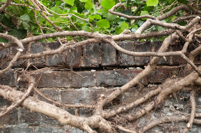 English Ivy Can Wreck Your Walls and Trees