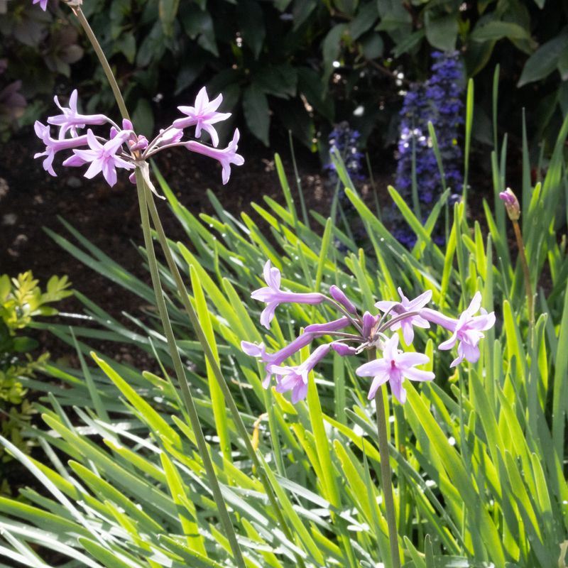 Society Garlic (Tulbaghia)