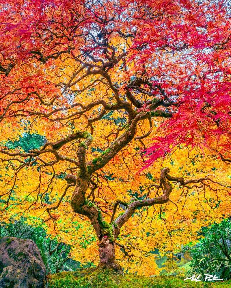 Japanese Maple (Acer palmatum)