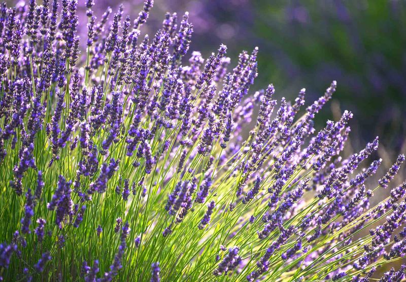 Lavender (Lavandula spp.)
