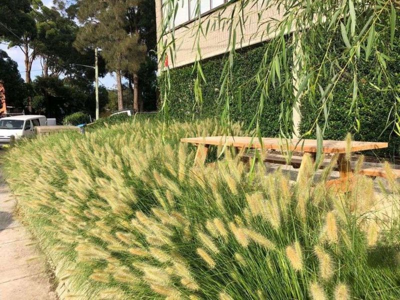 Fountain Grass (Pennisetum setaceum)