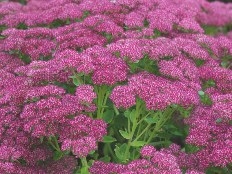 Sedum