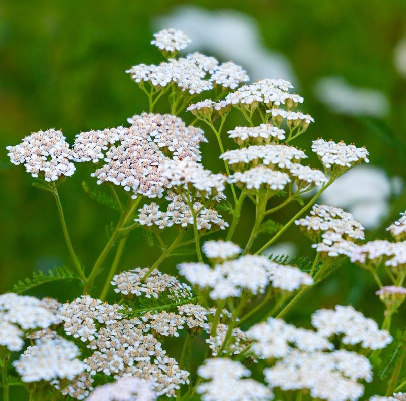 Yarrow