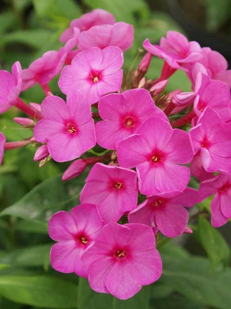 Phlox
