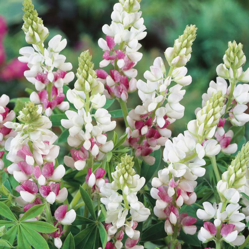 Lupine 'Pink Fairy'