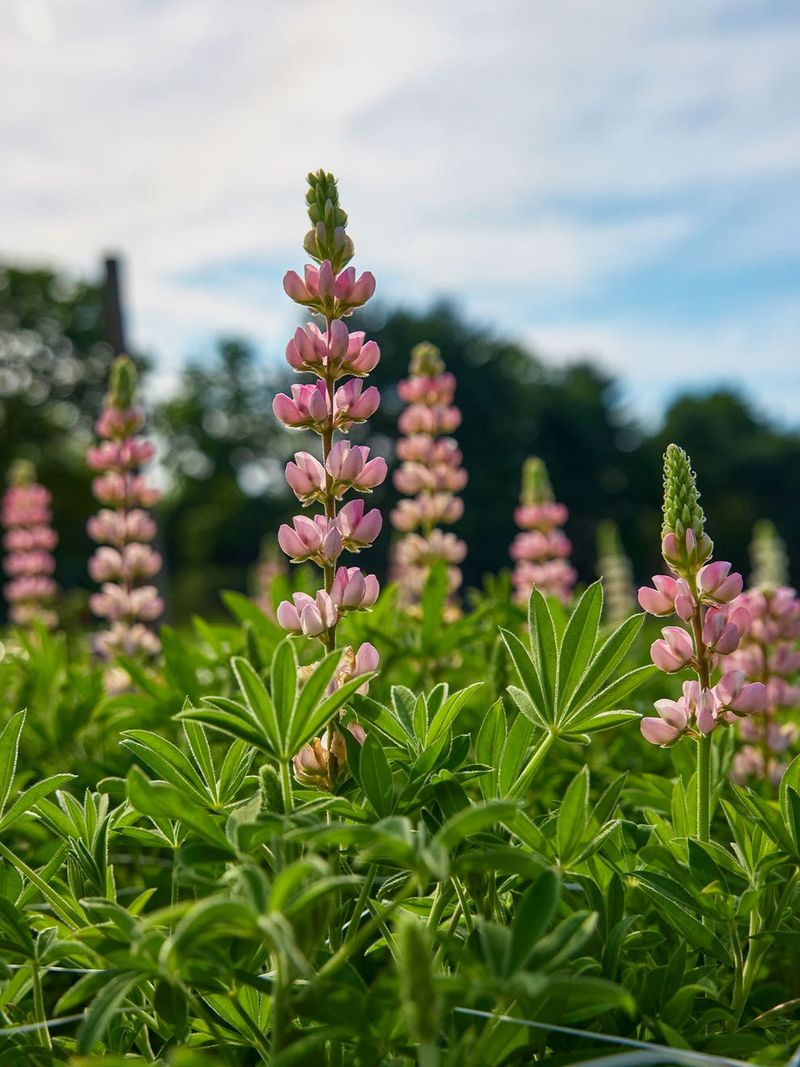 Lupine