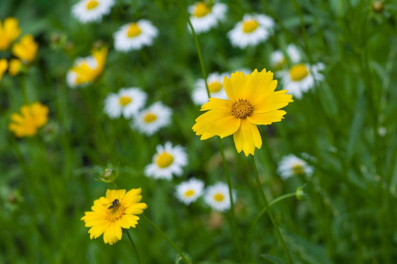 Coreopsis Cutting Calendar