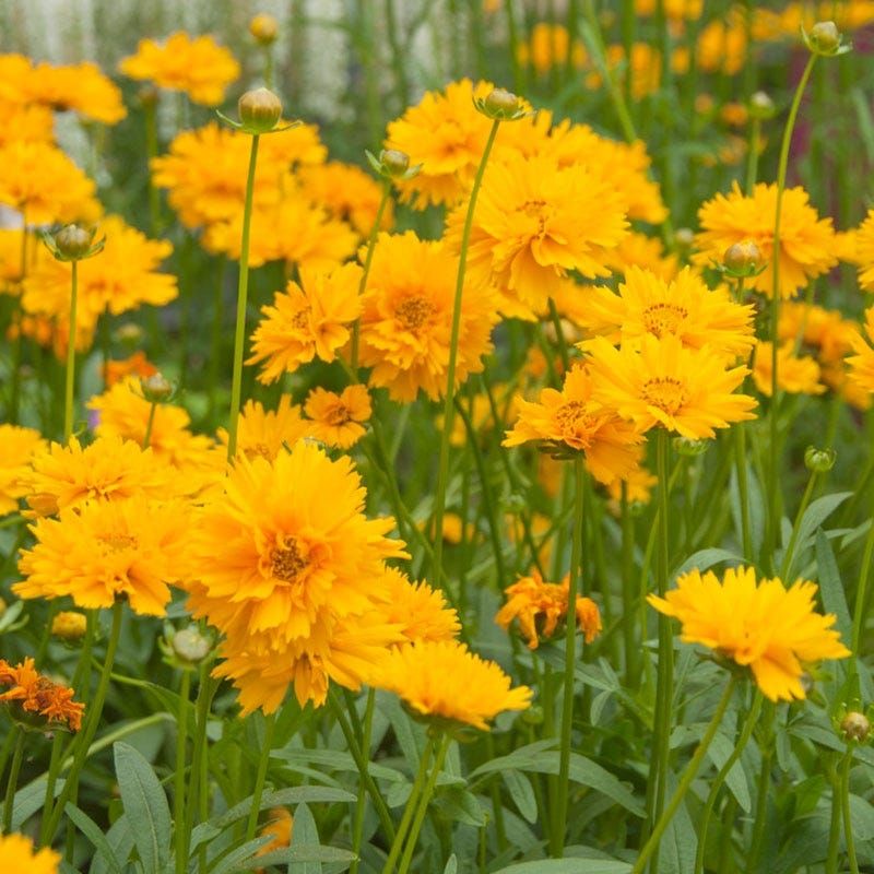 Coreopsis (Coreopsis spp.)