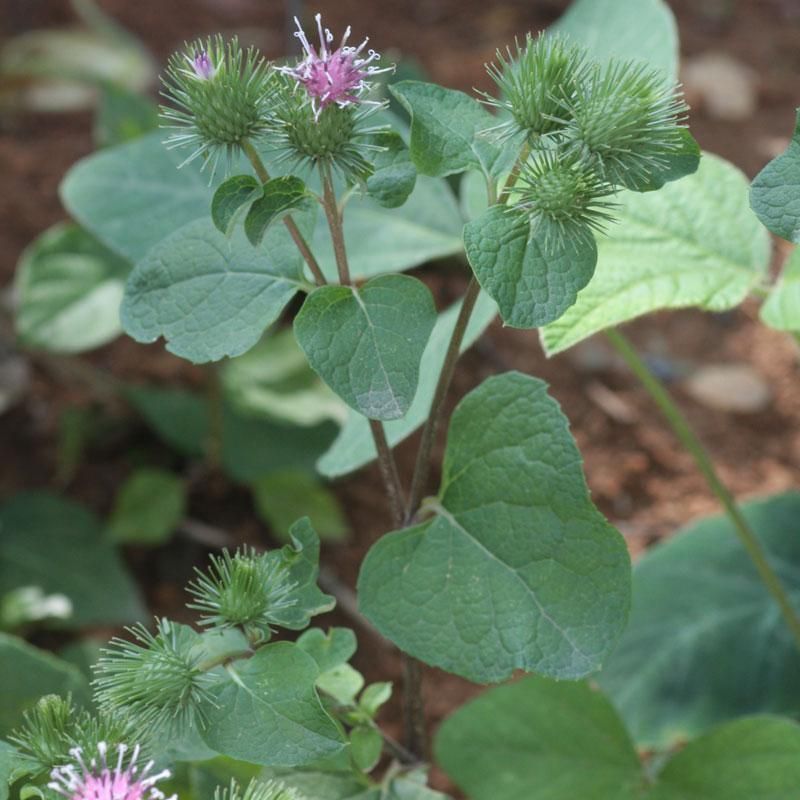 Burdock (Arctium lappa)