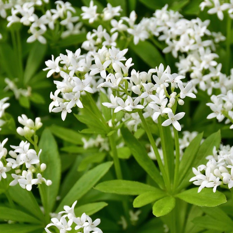 Sweet Woodruff
