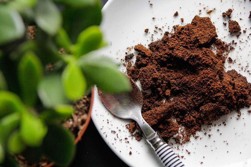 Use Coffee Grounds for Slightly Acidic Soil