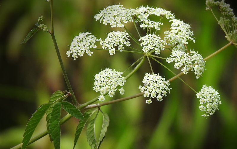 Water Hemlock (Cicuta spp.)