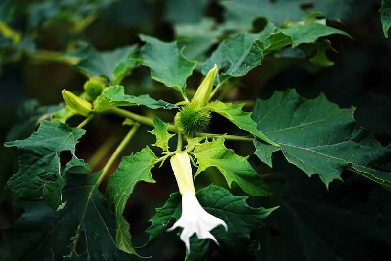 Jimsonweed