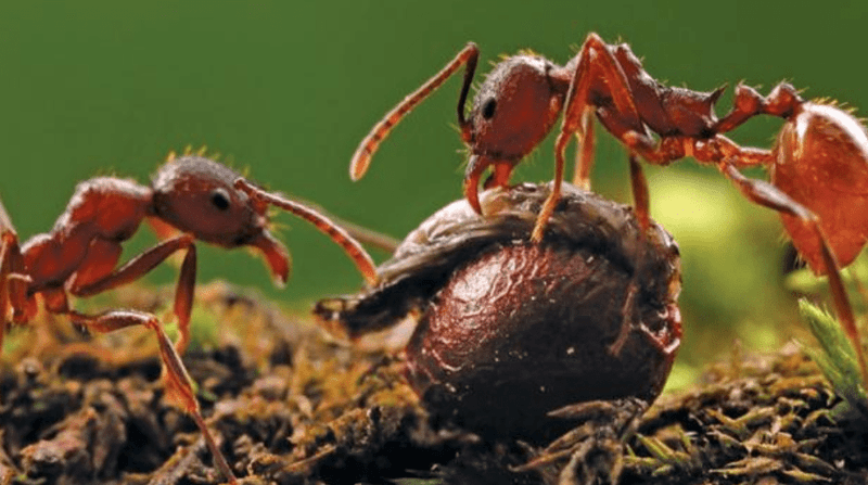 Soil Fertility Enhancement