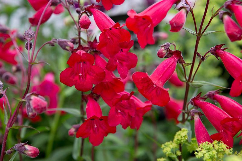 Penstemon (Penstemon spp.)