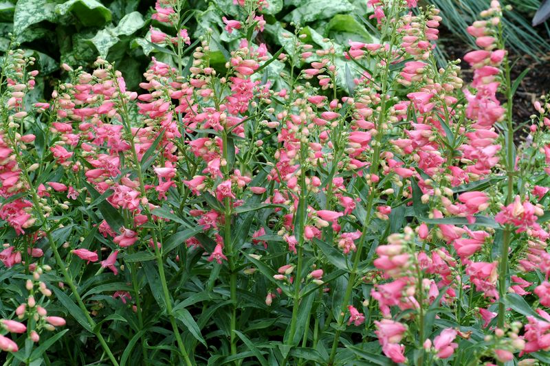 Penstemon 'Pink Chablis'