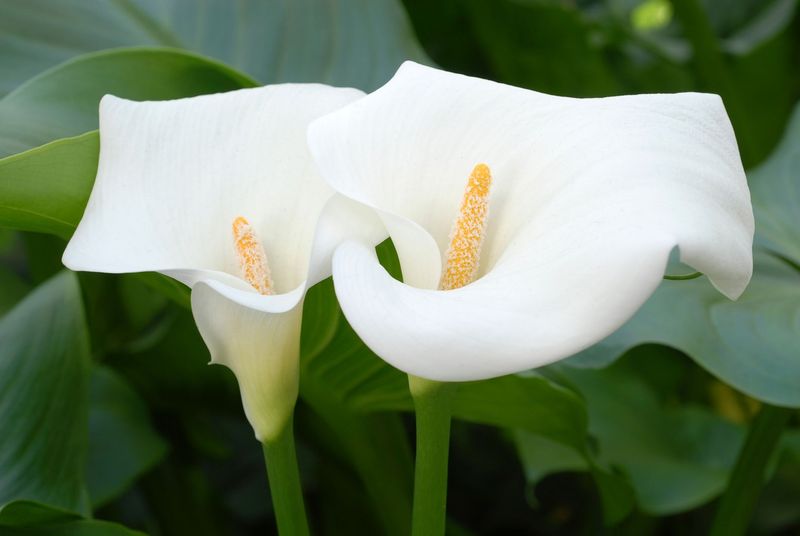 Calla Lily (Zantedeschia aethiopica)
