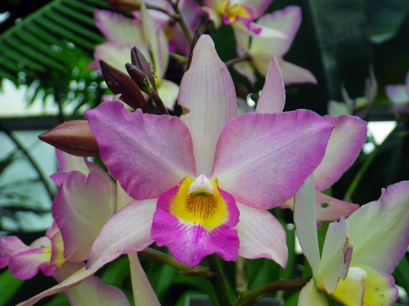 Cattleya Orchid