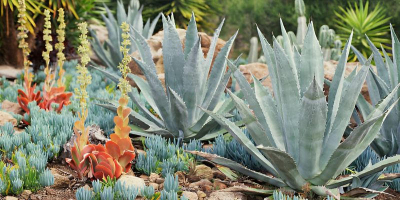 Agave Americana