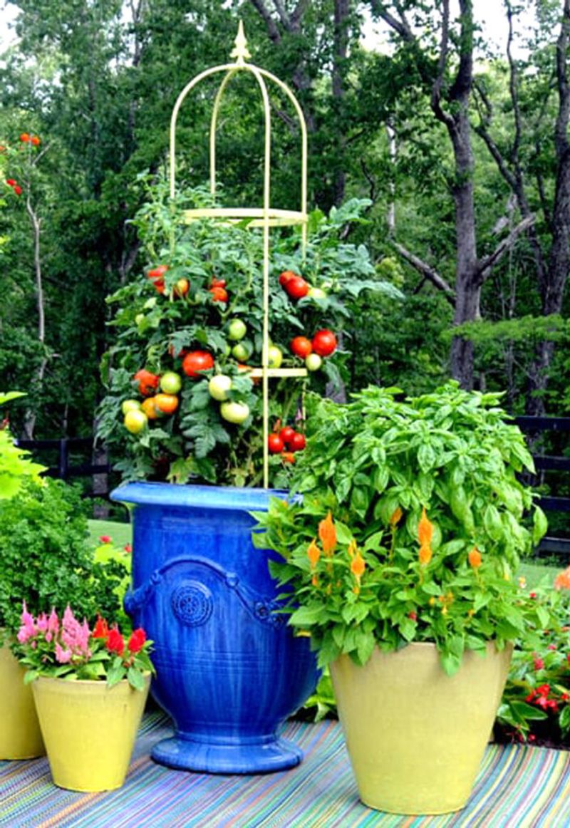 Vibrant Veggie Patch