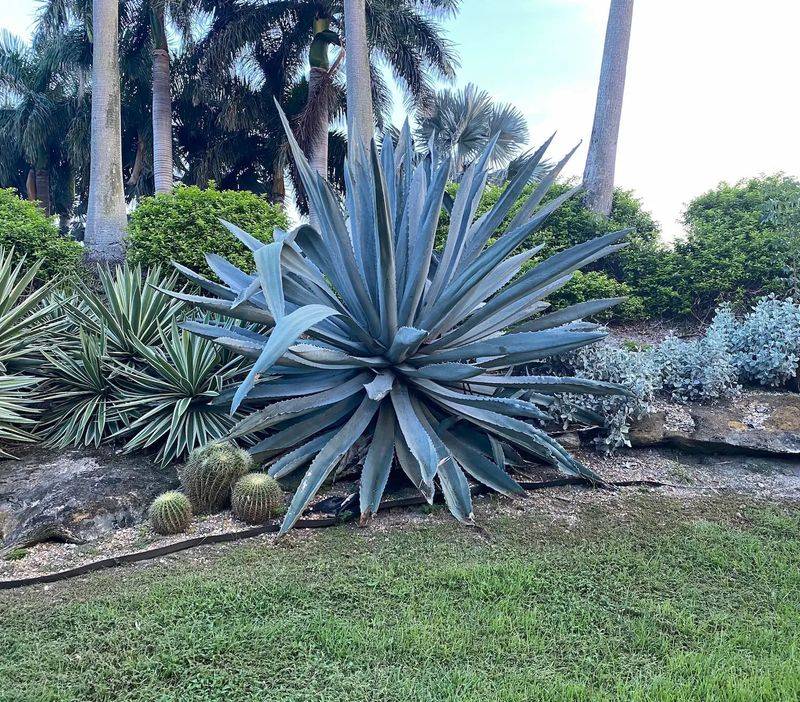 Agave Americana