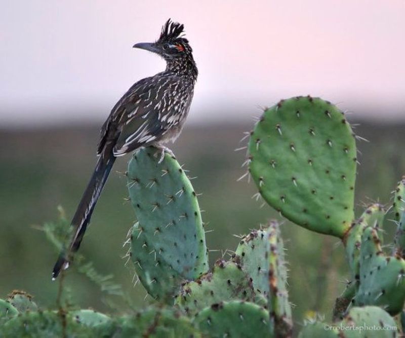 Prickly Pear Cactus (Opuntia spp.)