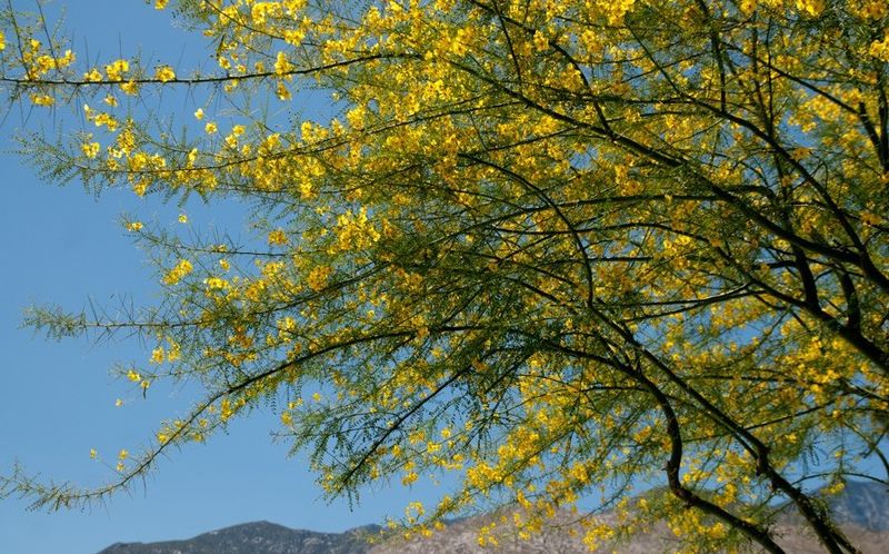 Palo Verde (Parkinsonia spp.)