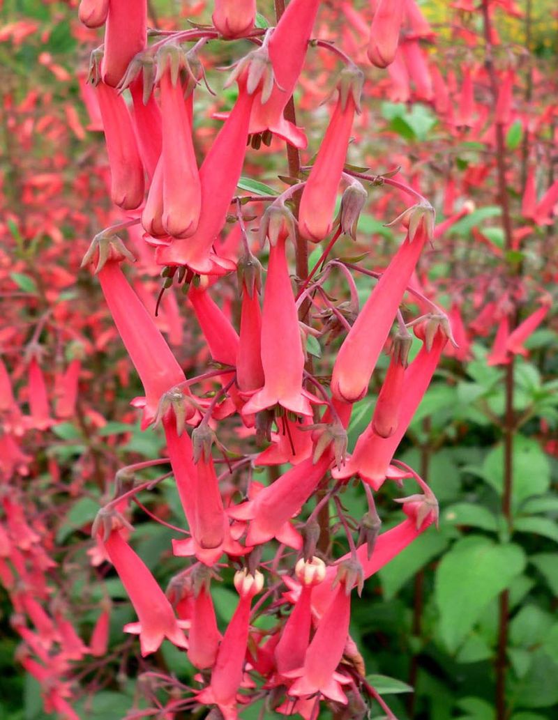 Cape Fuchsia