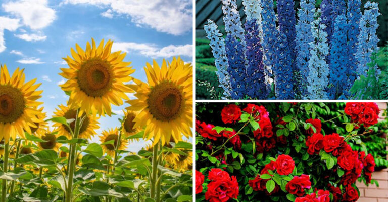Designing a Garden Around a Single Color Theme