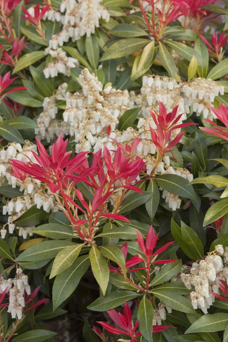 Pieris japonica 'Mountain Fire'