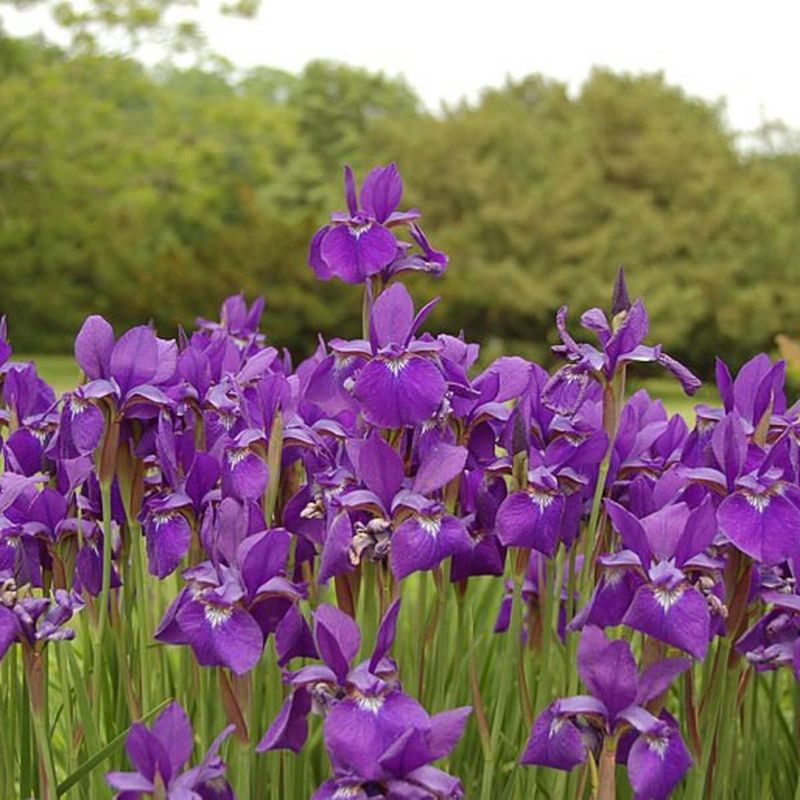 Siberian Iris
