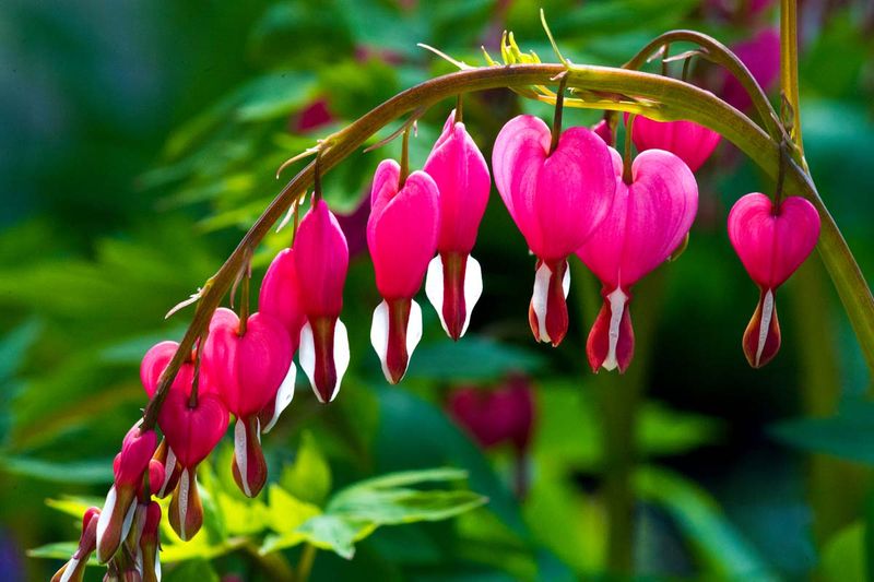 Bleeding Heart 'Valentine'
