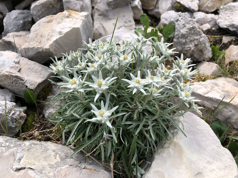 Edelweiss