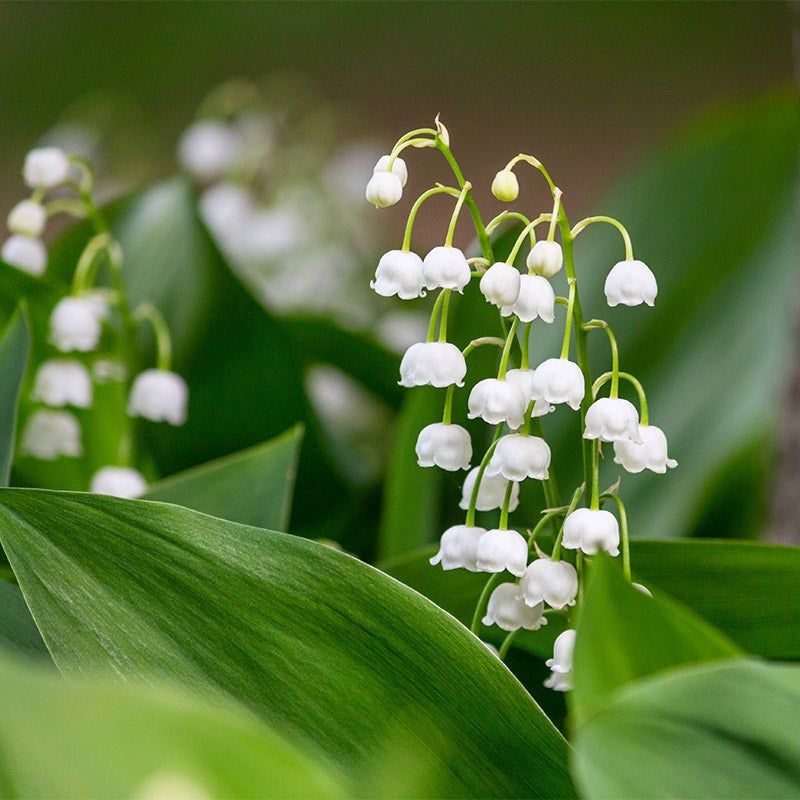Lily of the Valley (Convallaria majalis)