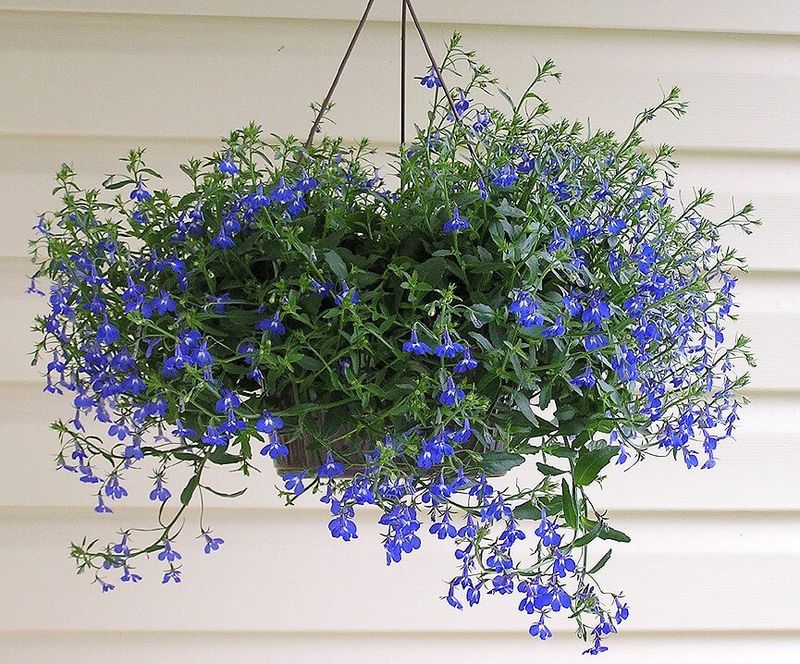 Trailing Lobelia