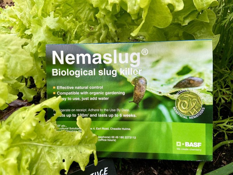 Nematodes (Phasmarhabditis hermaphrodita)