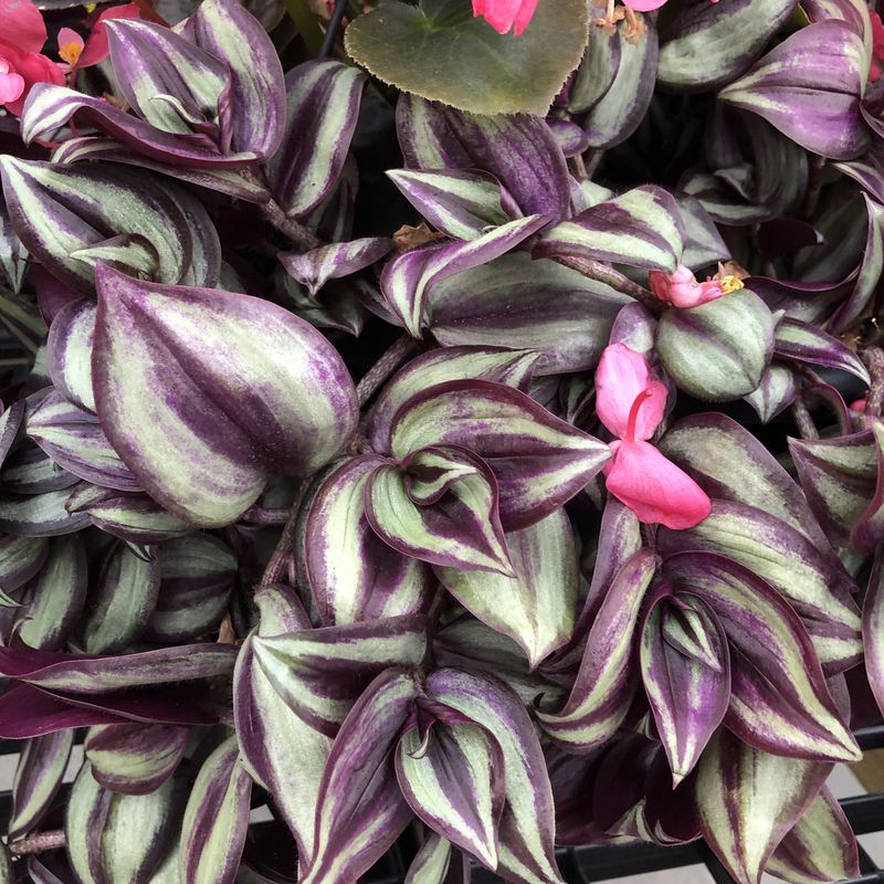 Tradescantia