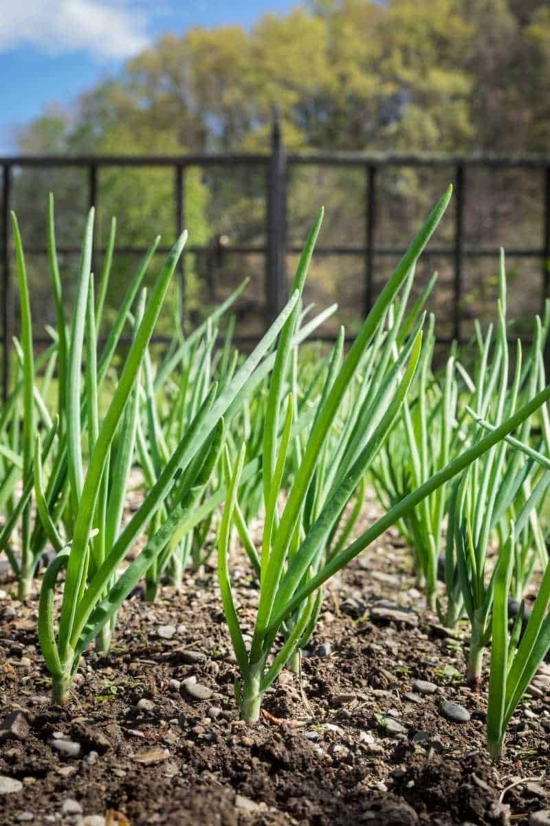 Green Onions (Scallions)