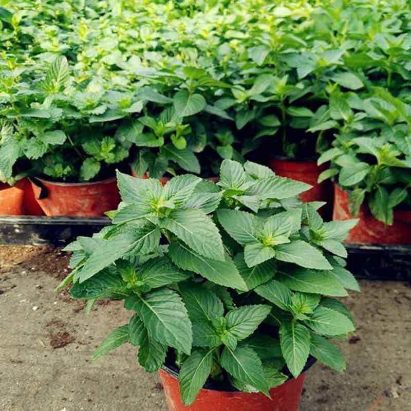 Lemon Balm (Melissa officinalis)