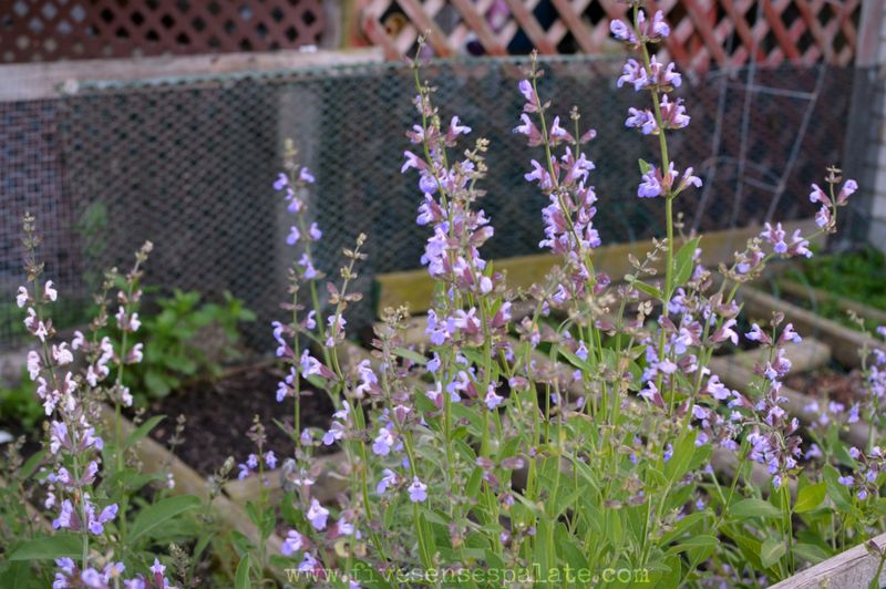 Sage Flowers