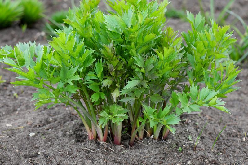 Lovage (Levisticum officinale)